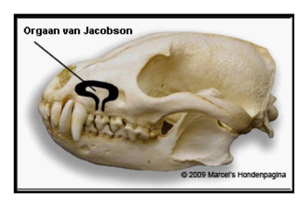 Afbeeldingsresultaat voor orgaan van jacobson hond